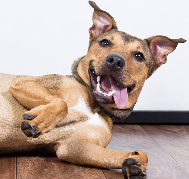 happy dog with clean teeth